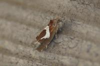 Epiblema foenella