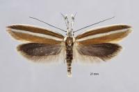 Pleurota aristella