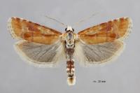 Rhyacionia buoliana