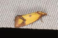 Agapeta zoegana