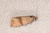 Celypha striana
