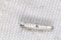Yponomeuta plumbella