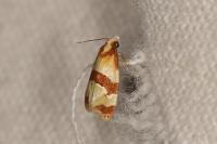 Phalonidia albipalpana