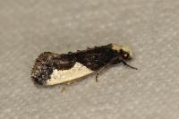 Monopis monachella