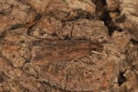 Helcystogramma triannulella