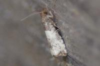 Notocelia roborana