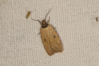 Agonopterix subpropinquella