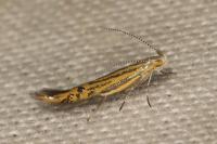 Coleophora limoniella