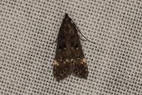 Dichomeris alacella