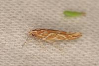 Pyroderces argyrogrammos