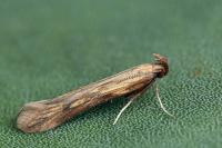 Metzneria neuropterella