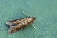 Metzneria neuropterella