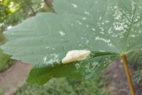 Phyllonorycter geniculella