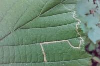Stigmella microtheriella