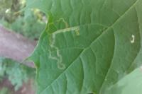 Stigmella aceris