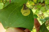 Antispila petryi