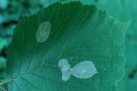 Phyllonorycter coryli