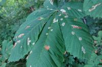 Cameraria ohridella