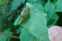 Caloptilia