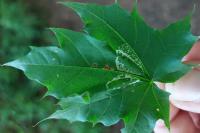 Phyllonorycter joannisi