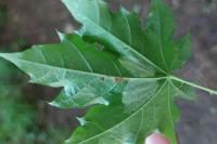 Phyllonorycter joannisi