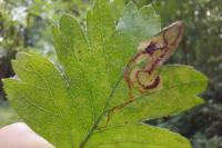 Stigmella regiella