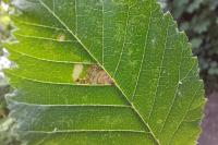 Stigmella viscerella