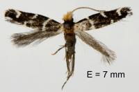 Eudarcia leopoldella