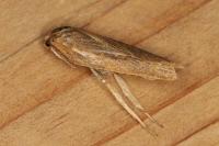 Aphelia viburnana
