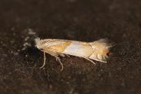 Phyllonorycter roboris