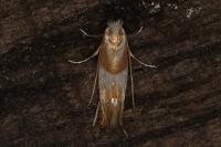 Phyllonorycter roboris