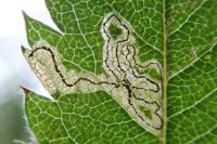 Stigmella magdalenae