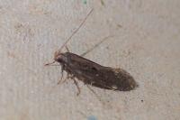 Aroga velocella