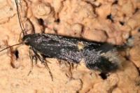 Oxypteryx atrella