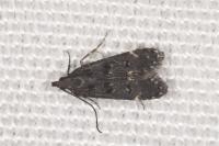 Dichomeris alacella