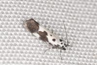 Ethmia quadrillella