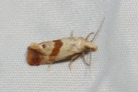 Falseuncaria ruficiliana