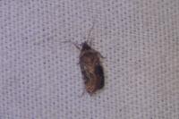 Agonopterix purpurea