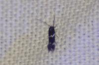 Elachista stabilella