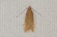 Helcystogramma rufescens