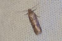 Bryotropha