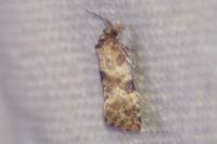 Neocochylis molliculana