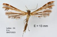 Oxyptilus propedistans
