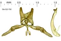 Oxyptilus propedistans