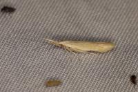 Coleophora serinipennella