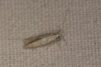 Coleophora mediterranea