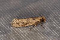 Anomalotinea liguriella