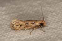 Anomalotinea liguriella