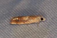 Eucosma conterminana