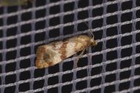 Phalonidia contractana